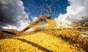 Municípios do MT dominam o pódio da produção agrícola nacional