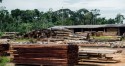 Avança no Congresso o estímulo à produção de madeira certificada em lotes da reforma agrária