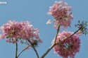 Primavera começou às 3h50 deste sábado