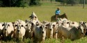 Brasil acumulou recordes de produção na pecuária em 2022