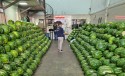 GO: lotes de melancias são encaminhadas para análise de resíduos de agrotóxicos