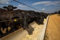 Proposta da Câmara reduz tributos sobre rações bovinas