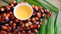 Avança programa de apoio ao cultivo do óleo de dendê