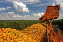 Laranja tem valorização em setembro