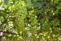 Preço da uva branca sem semente fecha 43% acima do mesmo período do ano passado
