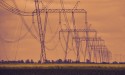 Especialistas em meio ambiente e energia buscam soluções para morte de animais na rede elétrica