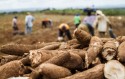 Oferta da mandioca recua, após período de seca