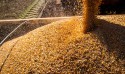 Safra de grãos deste ano deve ser menor em relação a 2022, segundo Conab