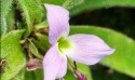 Nova espécie de Bromélia é descoberta em MG