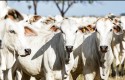 MT tem recorde no abate de bovinos