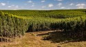 Com alta de quase 12%, produção florestal bate recorde no Brasil