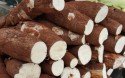 Apesar de chuvas, esmagamento da mandioca bate recorde