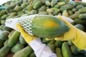 Com trâmites concluídos, Brasil já pode vender mamão para o Chile