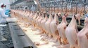 Egito suspende cobrança de tarifa de importação da carne de frango brasileira
