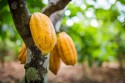Roraima cadastra agricultores para produção do Cacau