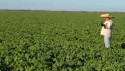 Tocantins caminha para ter segundo maior crescimento de área de grãos do país