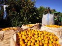 Flórida pode colher apenas 20,5 milhões de caixas de laranjas