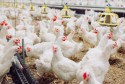 Ritmo de venda para o exterior impulsiona preço do frango para cima
