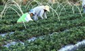 Agricultores familiares poderão negociar dívidas pelo Desenrola, diz governo