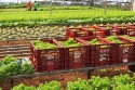 Preço ao produtor agropecuário brasileiro tem queda acima dos índices internacionais
