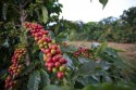 Preço do café brasileiro favorece retomada das negociações