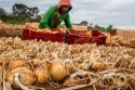 Pausa nas chuvas deve impulsionar colheita da cebola no Sul