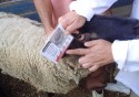 Instituto de Zootecnia realiza curso para controle de verminose em Ovinos