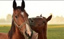 Brasil poderá exportar sêmen equino para o México