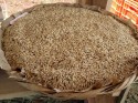Negociações do arroz seguem aquecidas no mercado interno