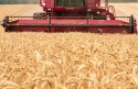 Leilões de apoio à comercialização de trigo têm resultado positivo