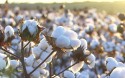 Pressão externa derruba cotação do algodão em pluma
