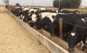 Em SP, Instituto de Zootecnia realiza curso sobre Manejo de Vacas Secas