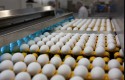 Em alta, exportações de ovos ultrapassam 23 mil toneladas