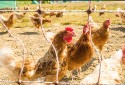 Onda de calor afeta produção de aves e ovos