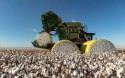 Exportação de algodão deve ultrapassar as 300 mil toneladas nesta safra
