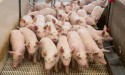 Oferta de carne suína deve subir até 4% em 2024