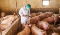 Após novo caso de peste suína, China toma dura decisão