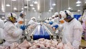 Oferta global de carne de frango continuará a crescer em 2024