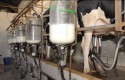 Valor pago ao produtor de leite tem queda de 25% no ano