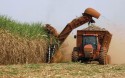 Produção de cana-de-açúcar cresce 10,9%