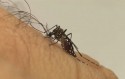 São Paulo inicia campanha para combate ao mosquito da Dengue