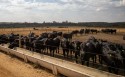 Brasil ultrapassa marca de 7 milhões de bovinos em confinamento