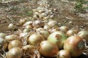 Pouca chuva deixa em alerta para produtores de cebola nordestinos