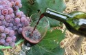 Avança proposta que estabelece política nacional para a produção de vinho e cultivo de uva