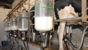 Crise do leite aumenta e produtores deixam atividade