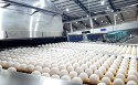 Com produção em alta, expectativa é de aquecimento no comércio de ovos