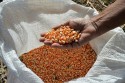 Conab auxilia pecuaristas de Roraima com abastecimento dos estoques de milho