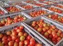 Preço do tomate de mesa dispara