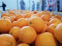 Em ritmo acelerado de processamento, laranja segue valorizada