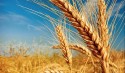 Estimativa aponta queda de 31,3% na produção de trigo, em relação a 2022